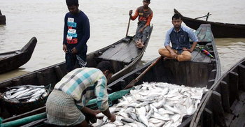 ইলিশের কেজি ৫০ টাকা!