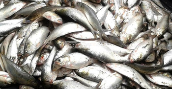 ভৈরবে ৭৫ কেজি ইলিশ জব্দ, তিনজনকে জরিমানা