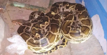 তাজমহল চত্বরে ৯ ফুটের পাইথন