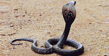 ঘুমন্ত অবস্থায় কাল কেউটের দংশনে দম্পতির মৃত্যু