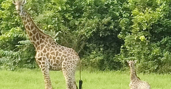 জিরাফ পরিবারে নতুন অতিথি