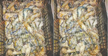 ৯ কেজি চিংড়ি মাছে আড়াই কেজি জেল পুশ