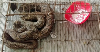 চাঁদপুরে আবারও ধরা পড়ল বিষধর ‘রাসেল ভাইপার’