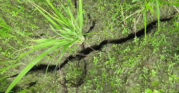 বন্যায় সবচেয়ে বেশি ক্ষতিগ্রস্ত গাইবান্ধায় পানির হাহাকার