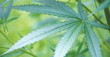 Germany to legalise medicinal marijuana by 2017
