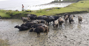 ইলিশ ধরার জালে আটকা পড়ল ২২ মহিষ