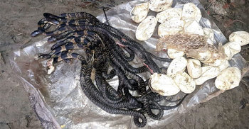 বসতঘর থেকে বের হলো একে একে ১৫ গোখরা