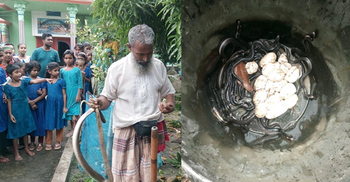 ইটের স্তূপ থেকে বের হলো ৪৮ গোখরা