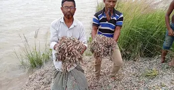 Shredded banknotes found in Bagura