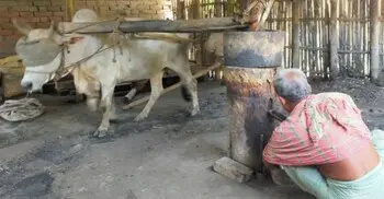 গরু বা ঘোড়া দিয়ে ঘুরতো কলুদের ঘানি