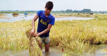 সিরাজগঞ্জে ডুবে গেছে ৭৫০ বিঘা জমির ধান