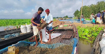 চলনবিলে অবাধে চলছে শামুক নিধন