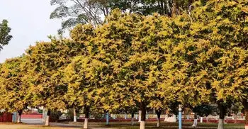 আমের মুকুলে সেজেছে রাজশাহী বিশ্ববিদ্যালয় ক্যাম্পাস