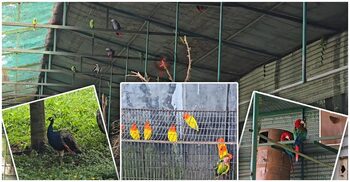 অযত্নে ভুগছে গাজীপুর সাফারি পার্ক, ধুঁকছে প্রাণী