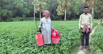 খরায় পাটক্ষেতে ঘোড়া পোকার আক্রমণ