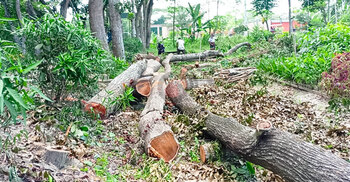 বন কার্যালয়েই চলছে বৃক্ষ নিধন