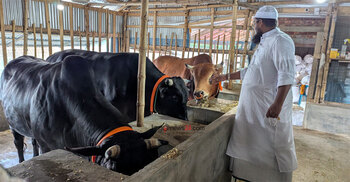 বিশালাকৃতির ‌‌৩ ষাঁড়, একসঙ্গে কিনলে ওমরাহ ফ্রি
