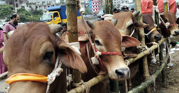 Eid excitement builds: Dhaka's markets see demand soar for smaller cattle