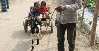 গরু-ঘোড়া নয়, লালমনিরহাটের মেঠো পথে চলছে ‘ছাগলের গাড়ি’