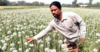 মানিকগঞ্জে বাড়ছে পেঁয়াজের বীজ চাষ