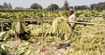 ৩৫৫ হেক্টর জমিতে তামাক চাষ, ঝুঁকির মুখে স্বাস্থ্য ও পরিবেশ