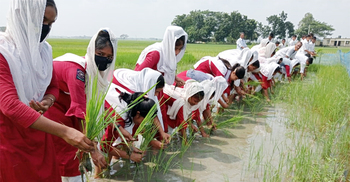 কাদাজলে নেমে ধান রোপণ করে সাড়া জাগালো শিক্ষার্থীরা