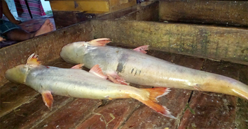 ইলিশের জালে ধরা পড়ছে পাঙ্গাশ, কেজি ৮০০