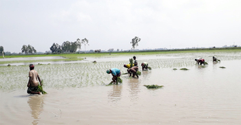 অবশেষে আমন চাষ শুরু হলো ‘শস্যগোলা’ খ্যাত দিনাজপুরে