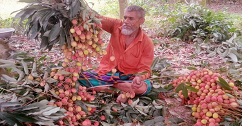 লিচুর দাম ভালো, লাভবান মেহেরপুরের চাষিরা
