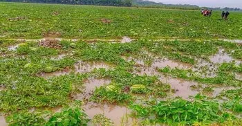 চট্টগ্রামের মিরসরাইয়ে ভারী বৃষ্টিতে ক্ষতিগ্রস্ত তরমুজ চাষিরা