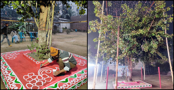 বট-পাকুড়ের আজ গায়ে হলুদ, কাল বিয়ে