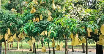 ফ্রুট ব্যাগের সংকটে ধুঁকছে চাঁপাইনবাবগঞ্জের আম চাষিরা