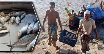 পাল্টেছে ইলিশের মৌসুম, দাবি জেলেদের