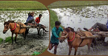 ঘোড়ার ‘রিমান্ড’ দেখতে যেতে পারেন তুলসীপুরে