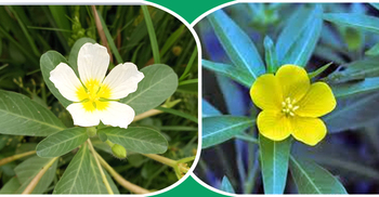 মালচা নাকি কেশরদাম, কী নামে চেনেন?