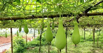 ওজন কমাতে সাহায্য করে লাউ