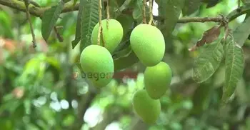 দেশের কোথায় কবে পাড়া হবে কোন জাতের আম?