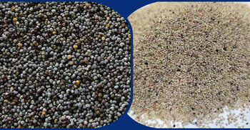 The curious case of poppy seeds: From ancient spice to banned import in Bangladesh