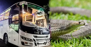 ঢাকা থেকে কুমিল্লা যাওয়ার পথে স্লিপার বাস থেকে সাপ উদ্ধার