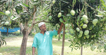 আঙিনার আম বাগানে ইসাহাকের বাজিমাত
