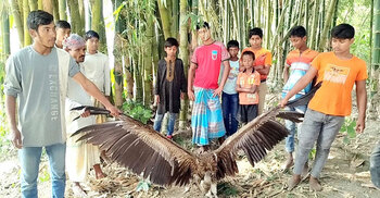 বাঁশঝাড়ে পড়েছিল হিমালয়ান শকুন, উদ্ধারের পর বন‌বিভাগে হস্তান্তর
