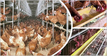 তরুণদের আশার আলো হাইলাইন ব্রাউন জাতের মুরগি