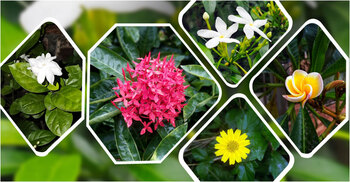 হাতের কাছেই পাবেন যেসব ফুল