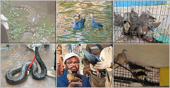 শরীয়তপুরে ৩১ বন্যপ্রাণী উদ্ধার