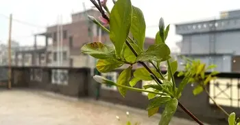 বৃষ্টিতে ঢাকার বাতাসের মান আজ ‘সহনীয়’