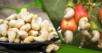 কেন নিয়মিত কাজু বাদাম খাবেন?