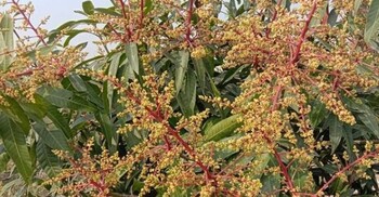 বেশি ফল পেতে আম গাছের পরিচর্যায় যা করবেন