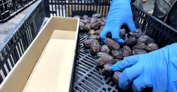 মেডজুল খেজুরের ৫০ শতাংশই ইসরায়েলি, চাষ দখল করা ভূমিতে