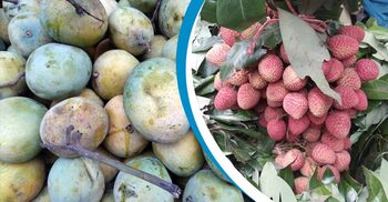 গোবিন্দভোগ ১২০, বোম্বাই লিচু ৪৫০ টাকা