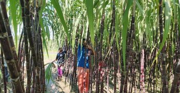 শিবপুরে আখ চাষে দ্বিগুণ লাভ, কৃষকের মুখে হাসি